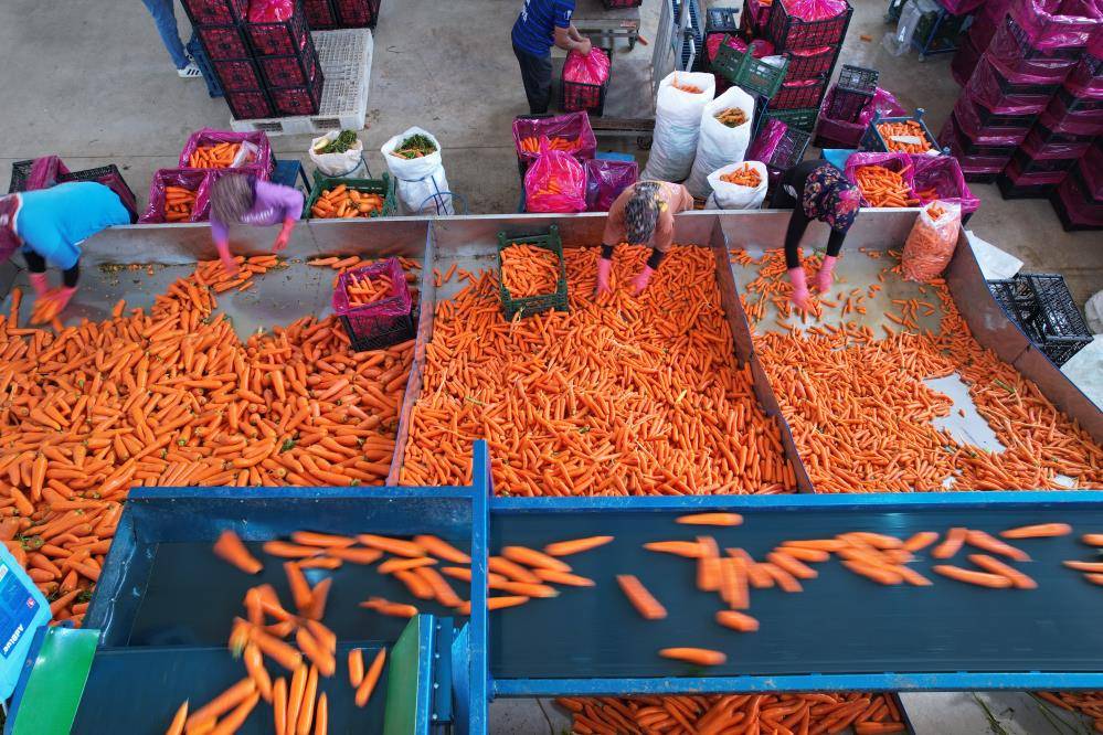 Konya’nın Türkiye’de iddialı olduğu üründe hasat zamanı 7